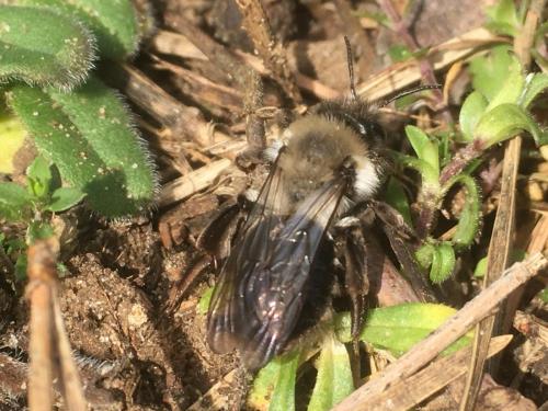 Andrena vaga